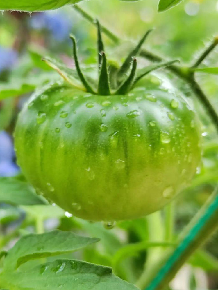 Krim Tomato