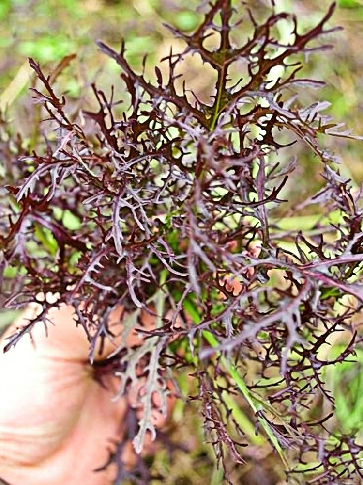 Fine-Leaf Purple Mustard