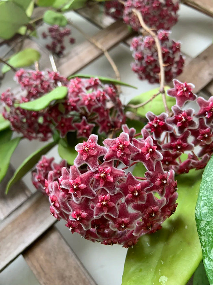 Hoya pubicalyx 'Pink Silver'