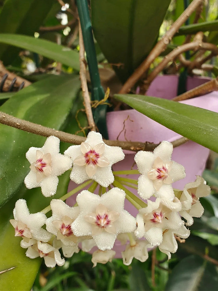 Hoya carnosa 'Jade' Unrooted Stem Cuttings