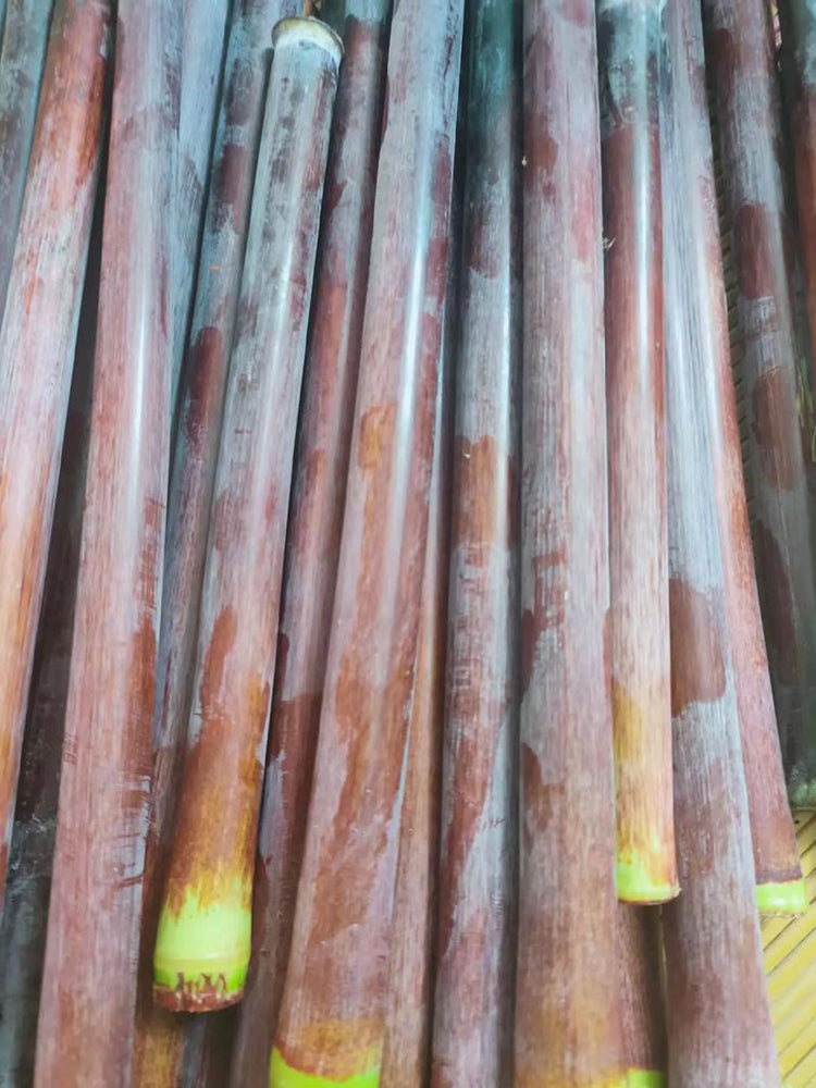 Supersweet Violet Sweet Sorghum