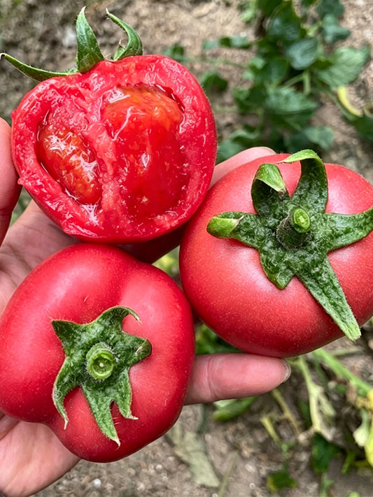 Pink Peach Fruit Tomato
