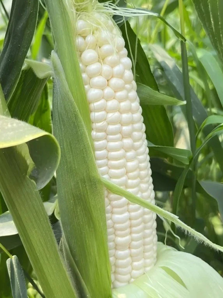 Jingkenuo 2000E Corn