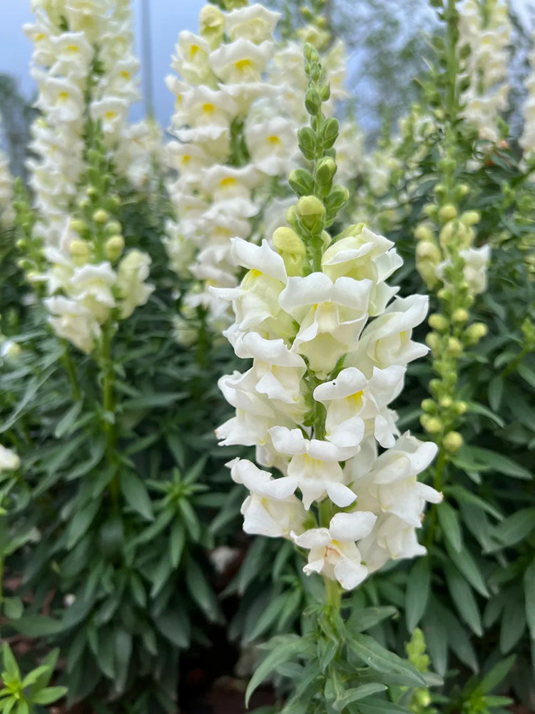 Madame Butterfly White Snapdragon