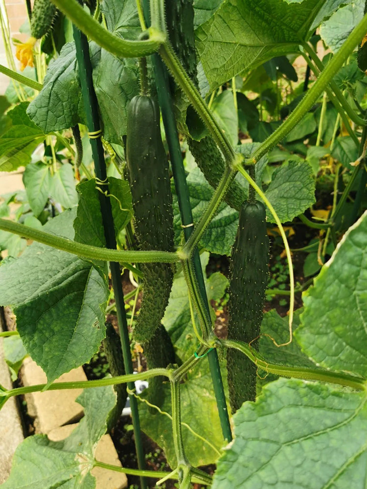 Boya 533 Cucumber