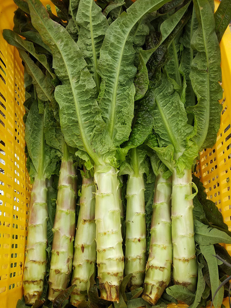 'Jiemei' Pointed-Leaf Red Celtuce