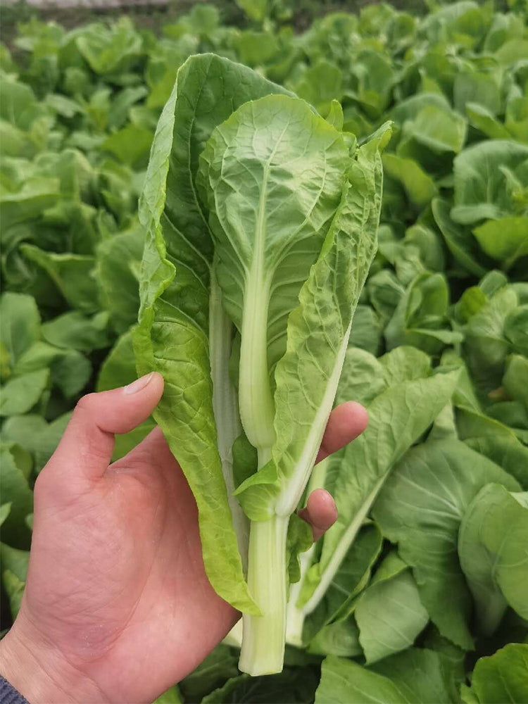 'Tender Sprout No.3' Choy Sum