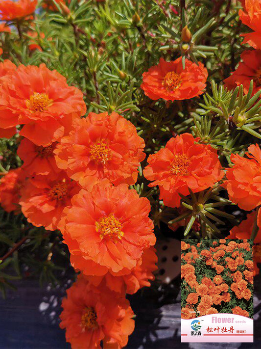 Hezhichun Coral Red Moss-Rose Purslane