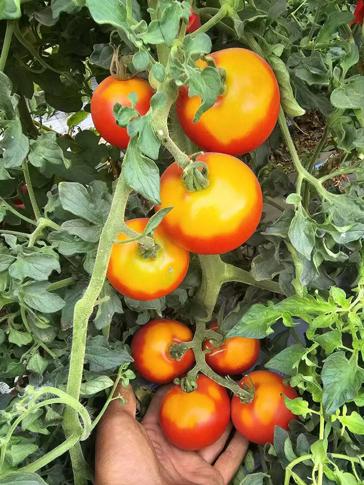 872 Craig Mouse Ear Tomato