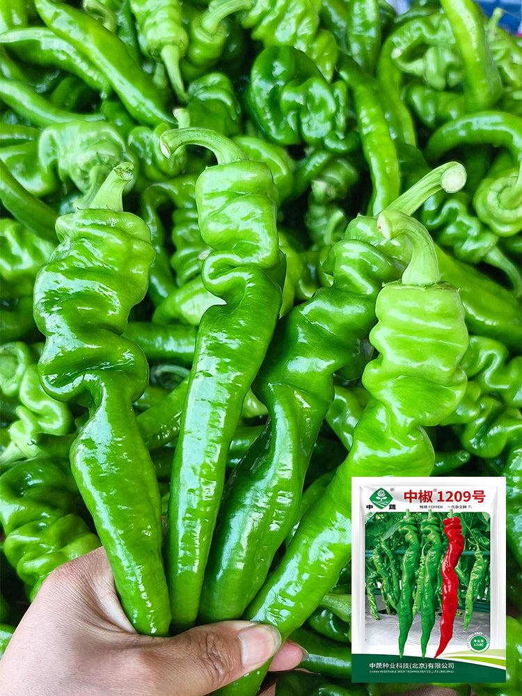 Zhongjiao No.1209 Spiral Pepper
