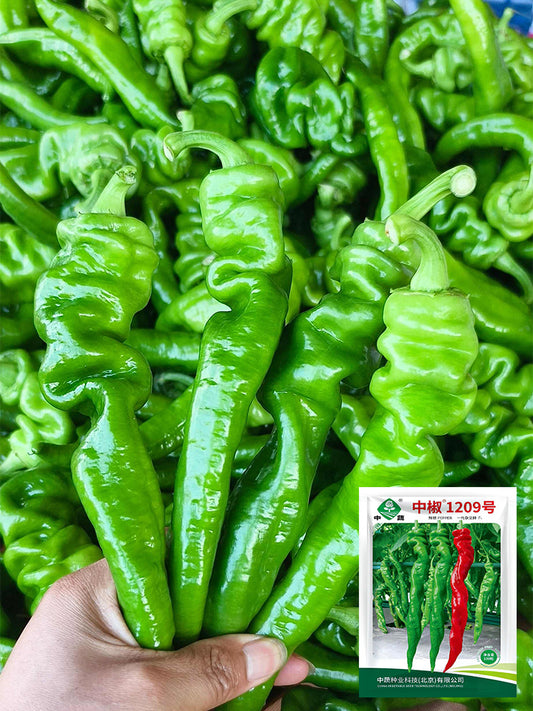 Zhongjiao No.1209 Spiral Pepper