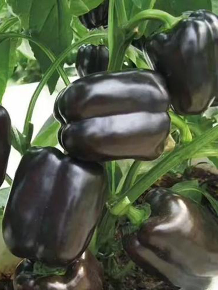 Black Fruit Sweet Pepper