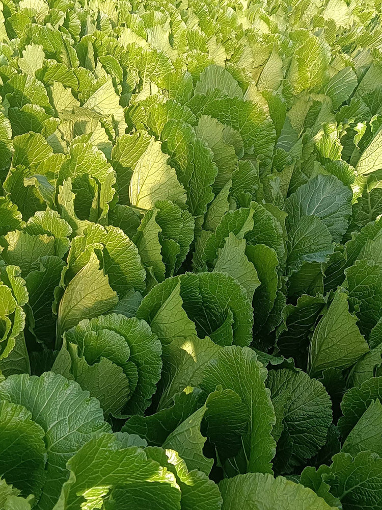 Dwarf Sweet Spring Choi