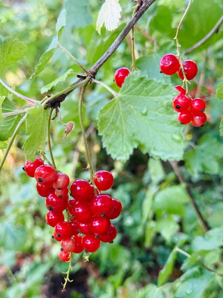 Red Currant