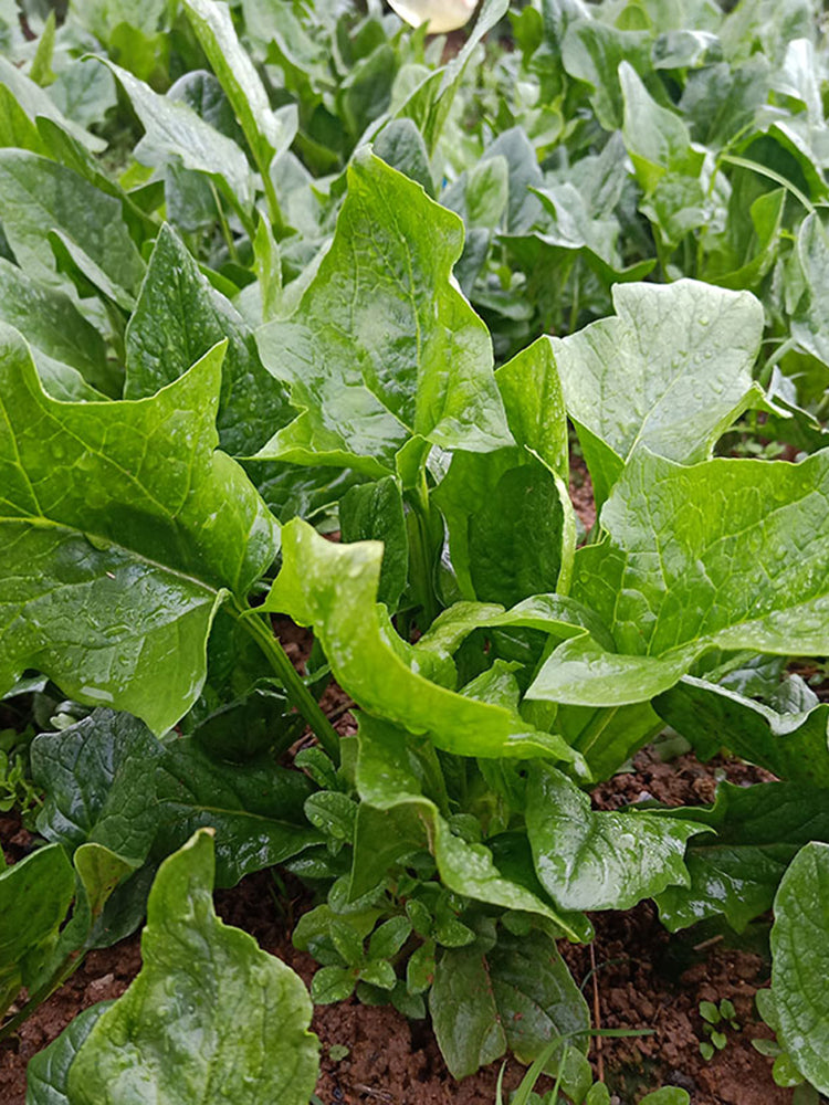 Golden Autumn Spinach