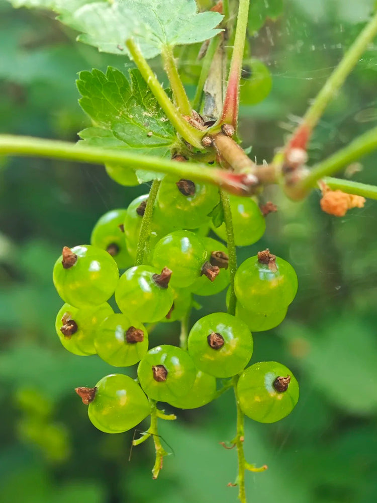 Red Currant