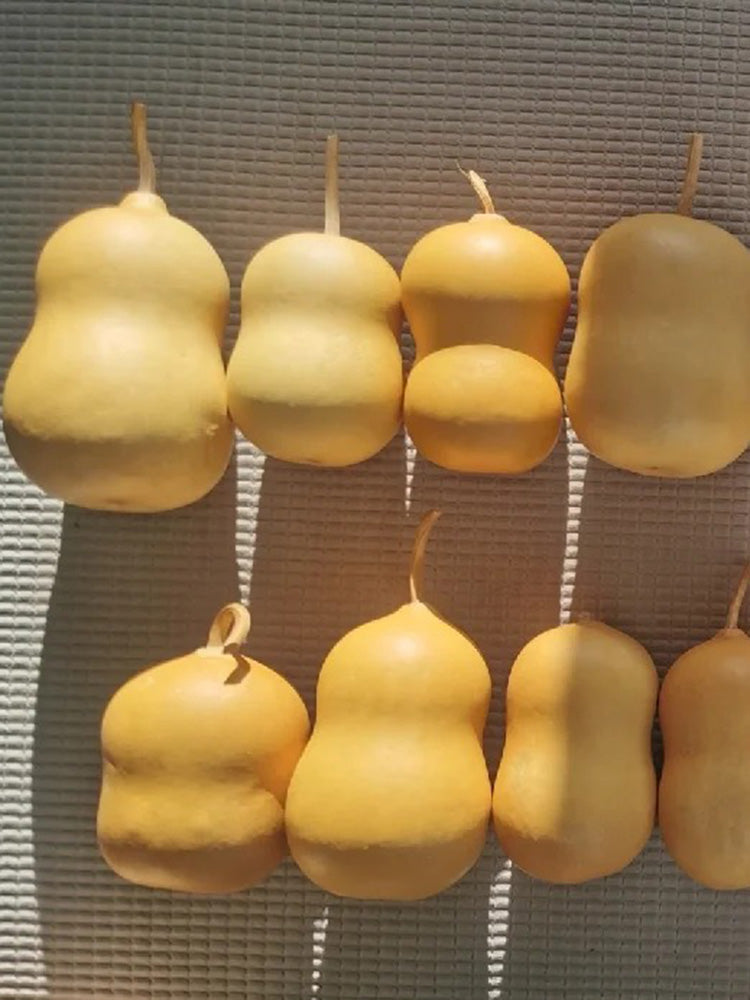 Guoguo Gourd