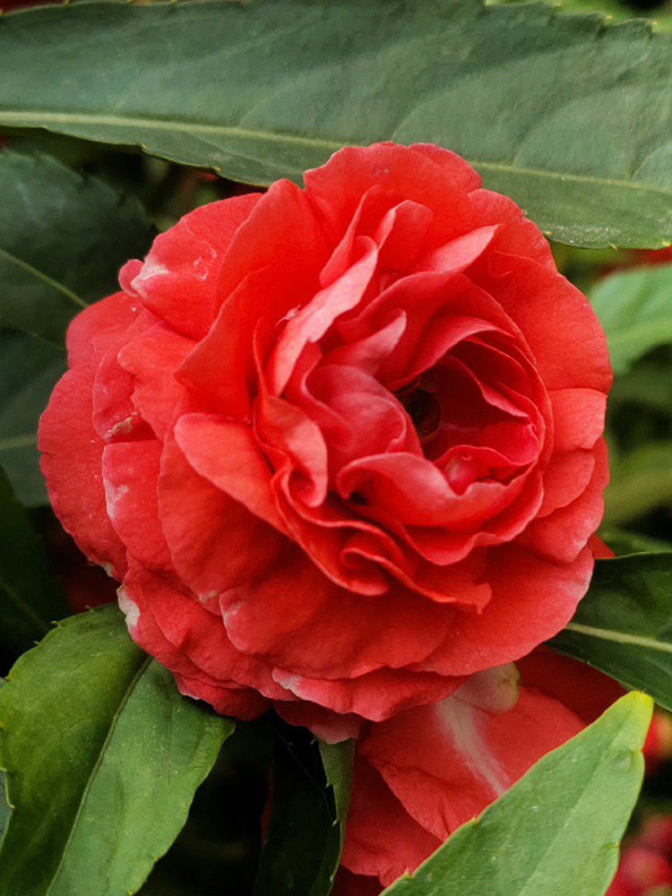 'Buddha's Hand' Impatiens