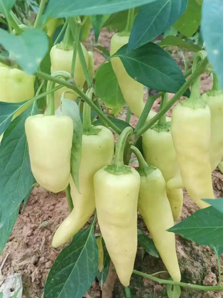 Baifumei White Chili Peppers