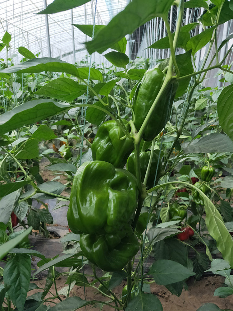 Wrinkled Spicy Pepper No.1 (Capsicum annuum)