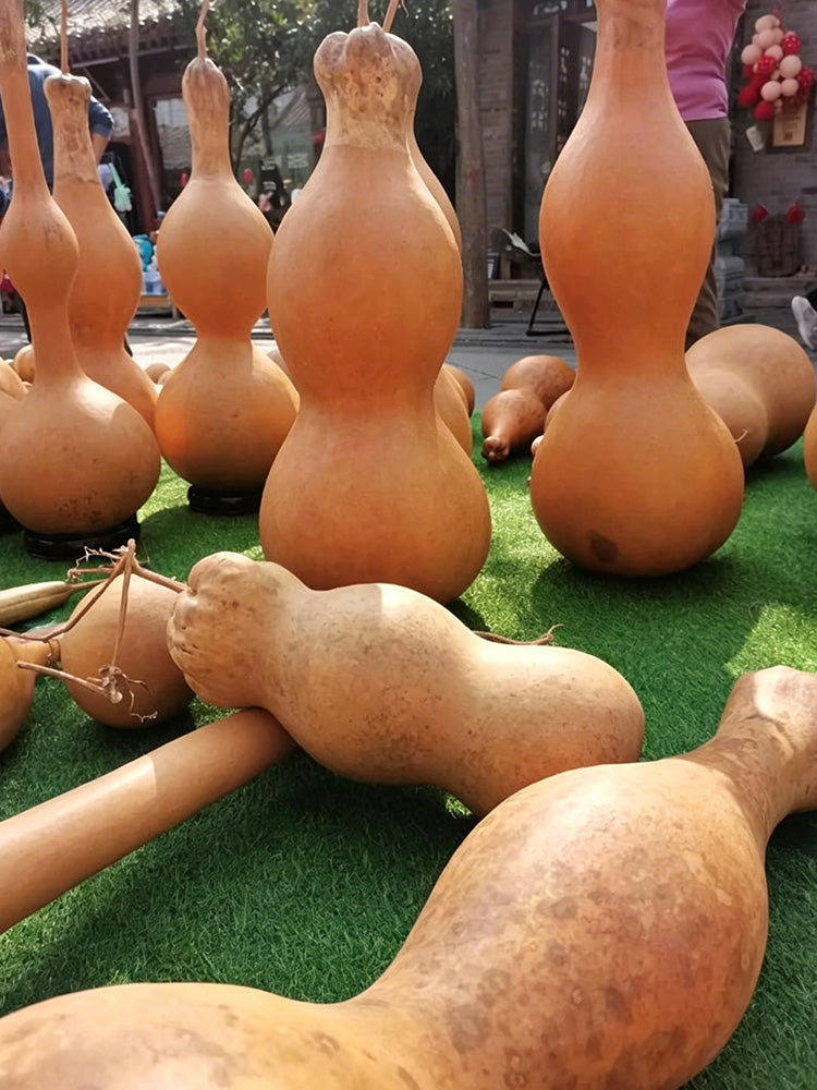 Extra-large Lotus-head Gourd