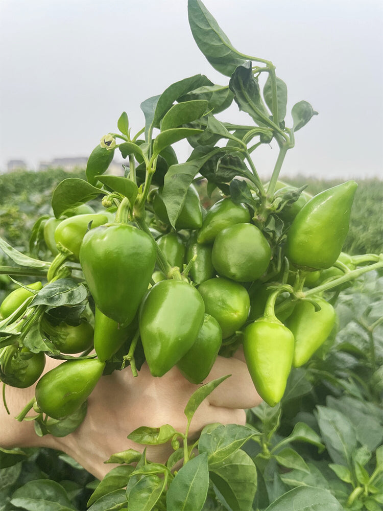 'Yanjiao No.801 Strawberry' Medium Spicy Heaven-facing Chili Hybrid