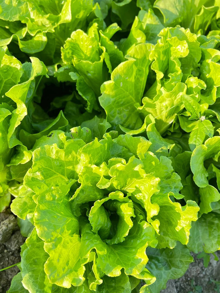 Italian Slow-Bolt Lettuce