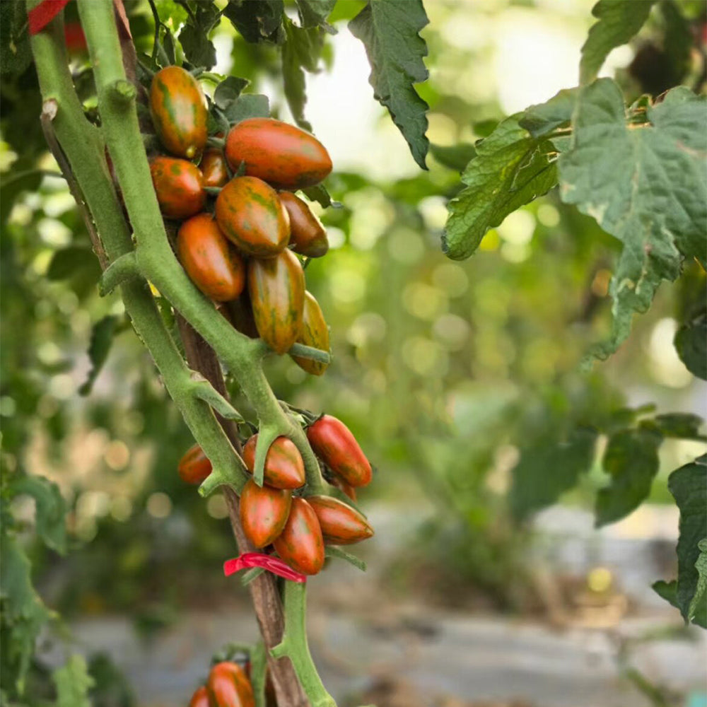 701 Zebra Cherry Tomato