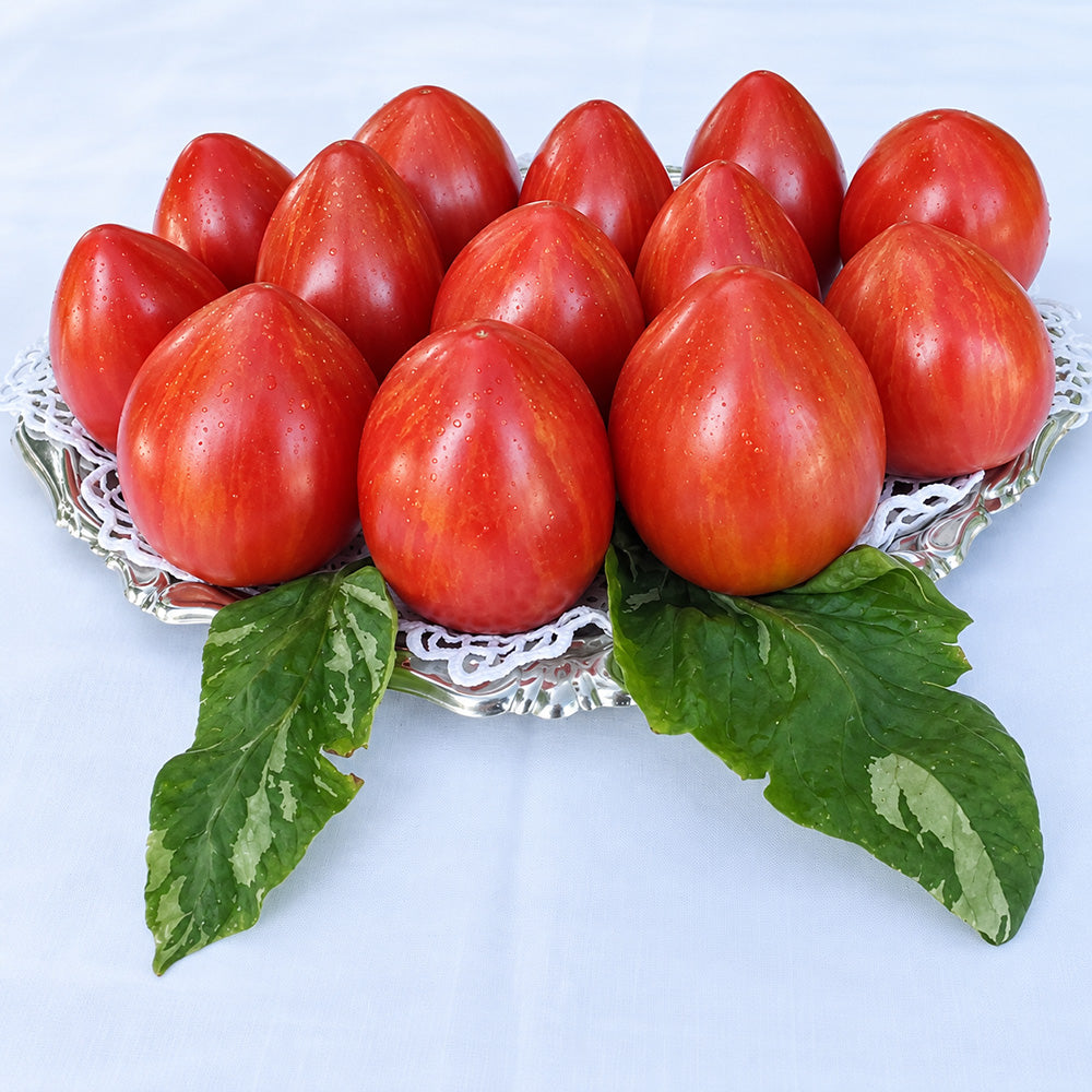 370 Moonlight Mile Pink Tomato