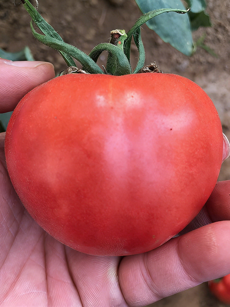 Super Sweet Pink Beauty Tomato