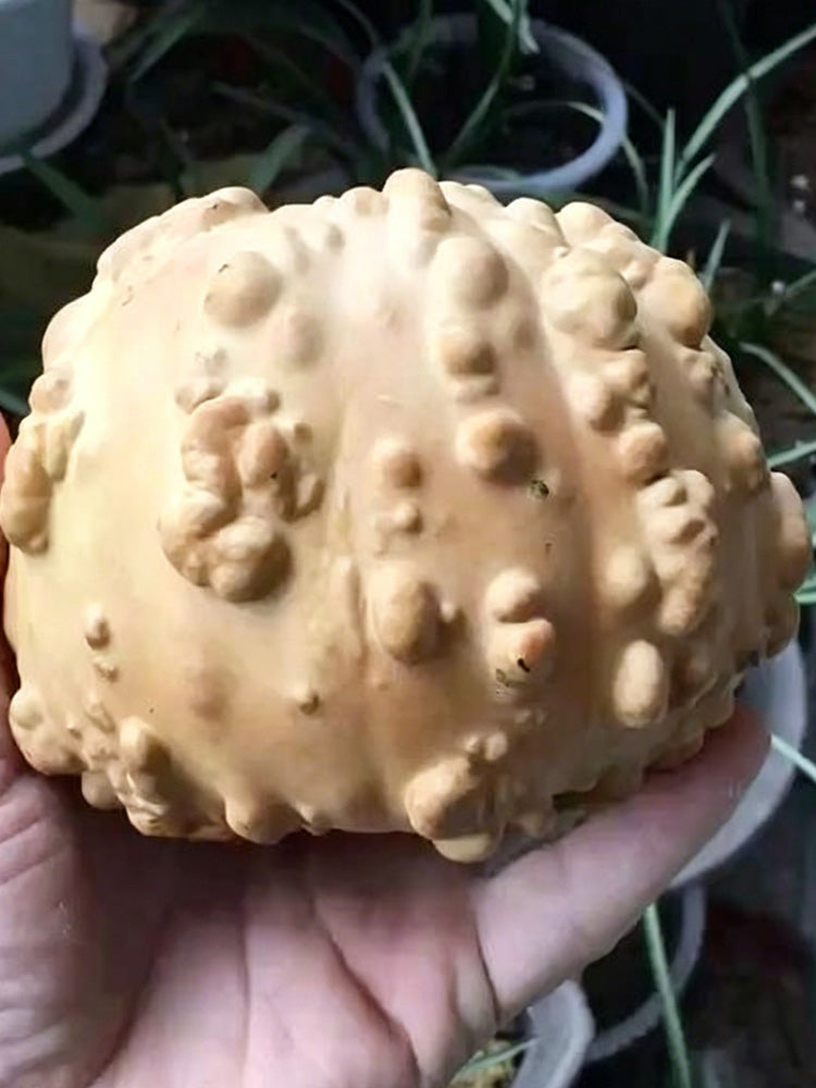 Extra-large Bumpy Gourd
