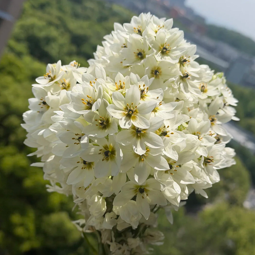 U2219 White Star of Bethlehem