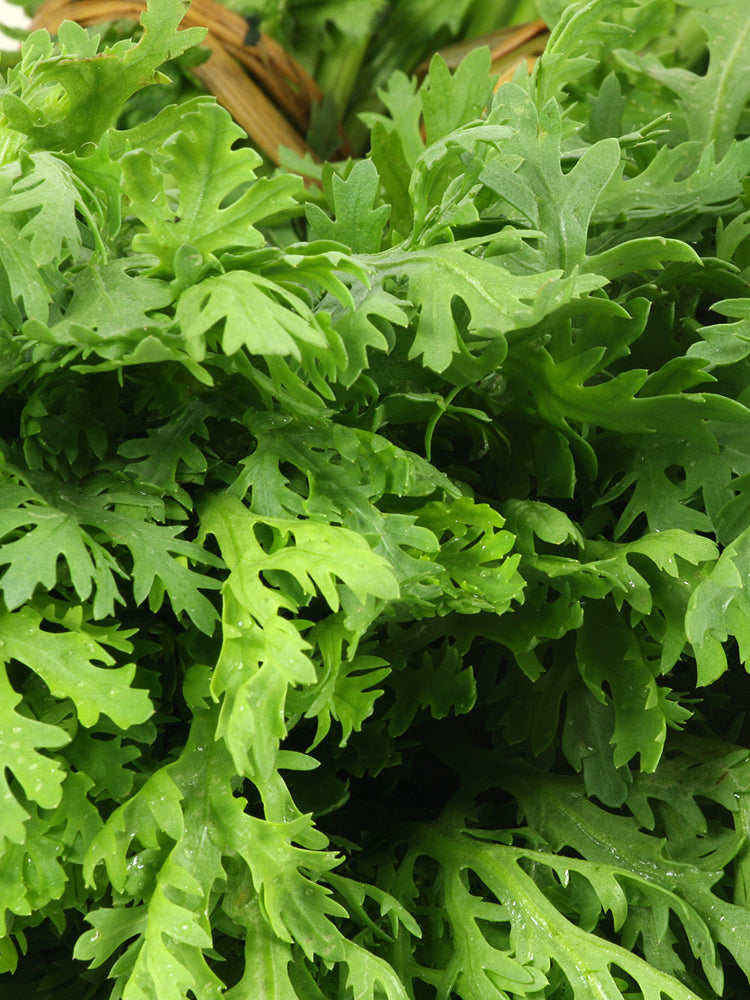 Jiemei Xiangju Garland Chrysanthemum