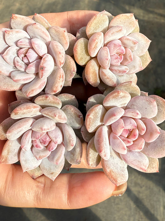 Echeveria cv. 'Starlight Orange'