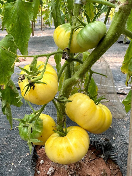 White Wax Tomato