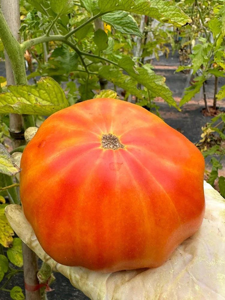 'Fairytale' Tomato
