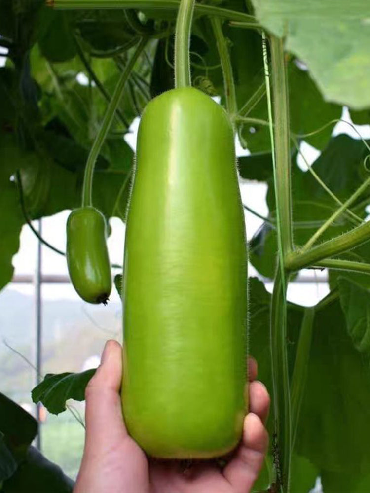 'Zhepu No.9' Bottle Gourds