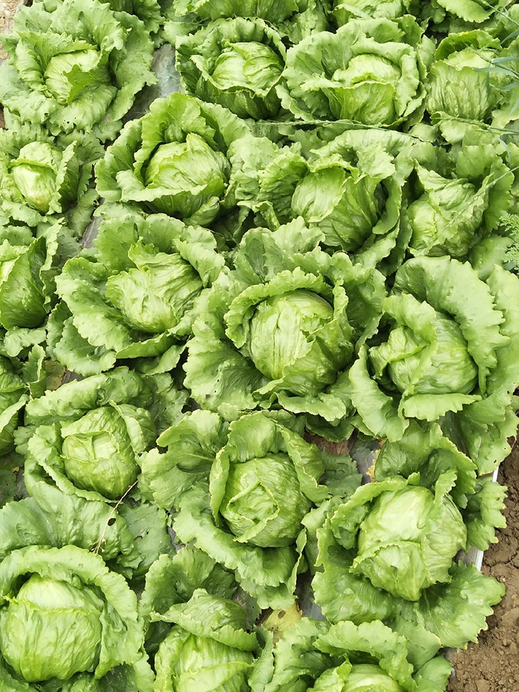 Green Ball Lettuce
