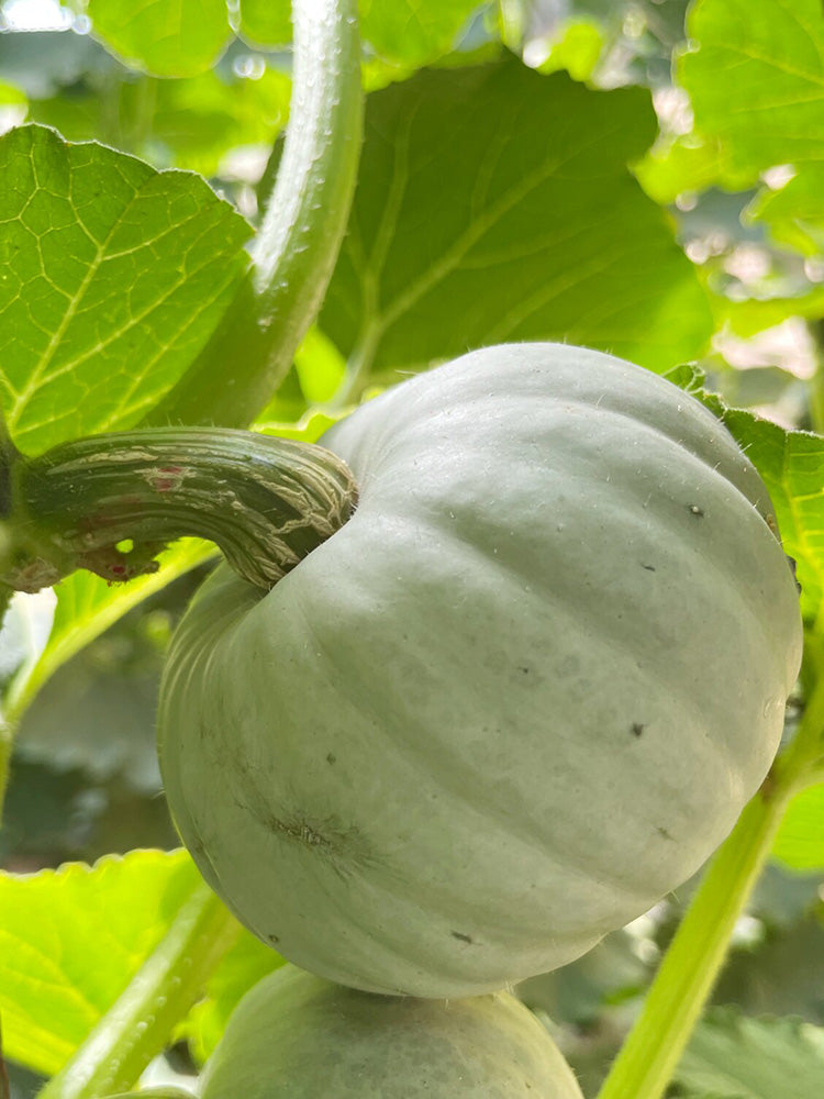 Silver Baby Chestnut Pumpkin