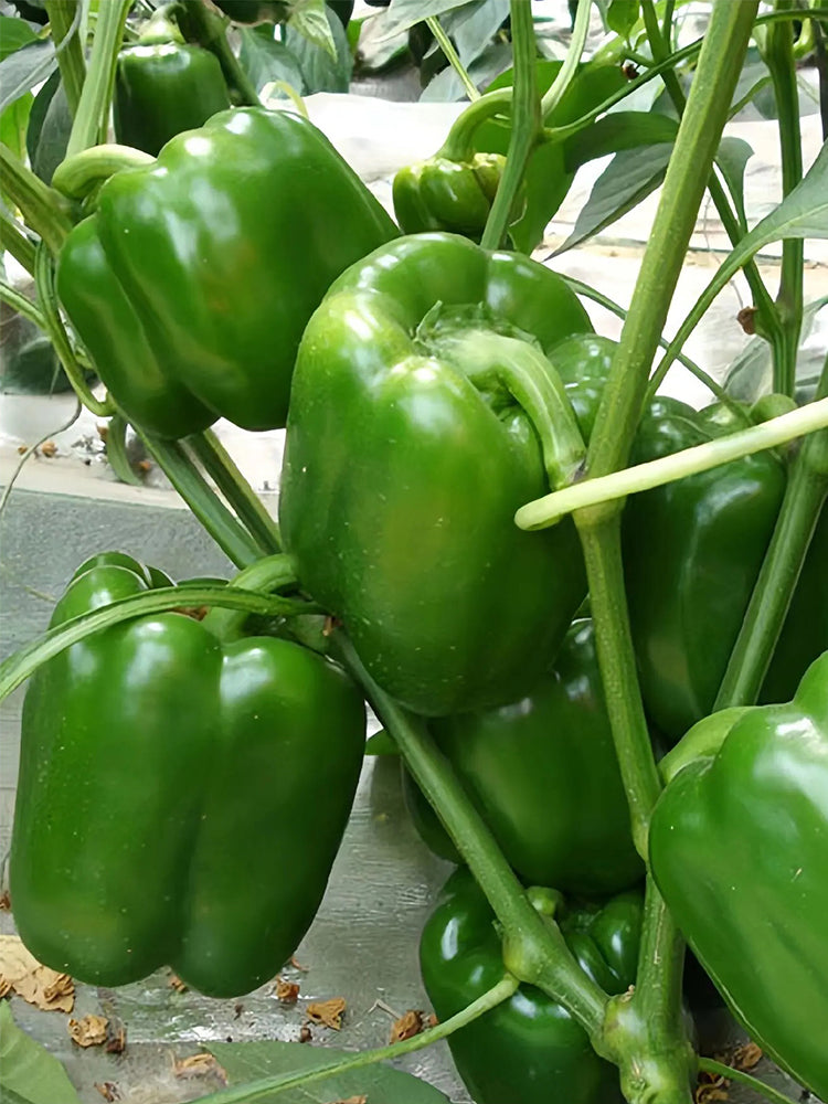 Square Green Pepper (Capsicum annuum)