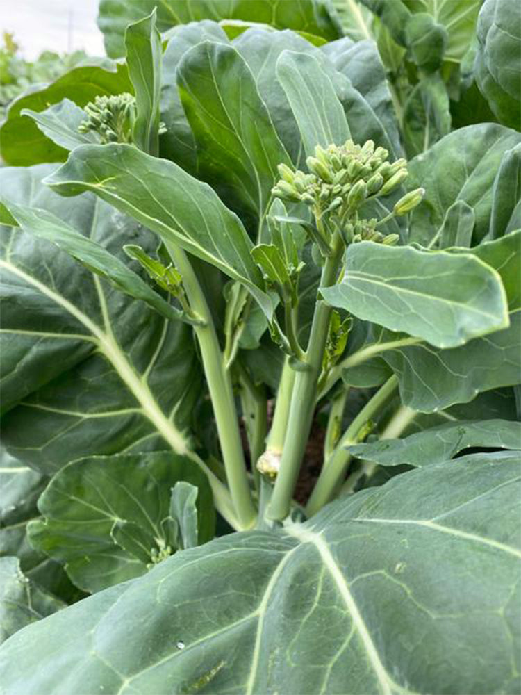 Yibao Japanese Mustard Greens