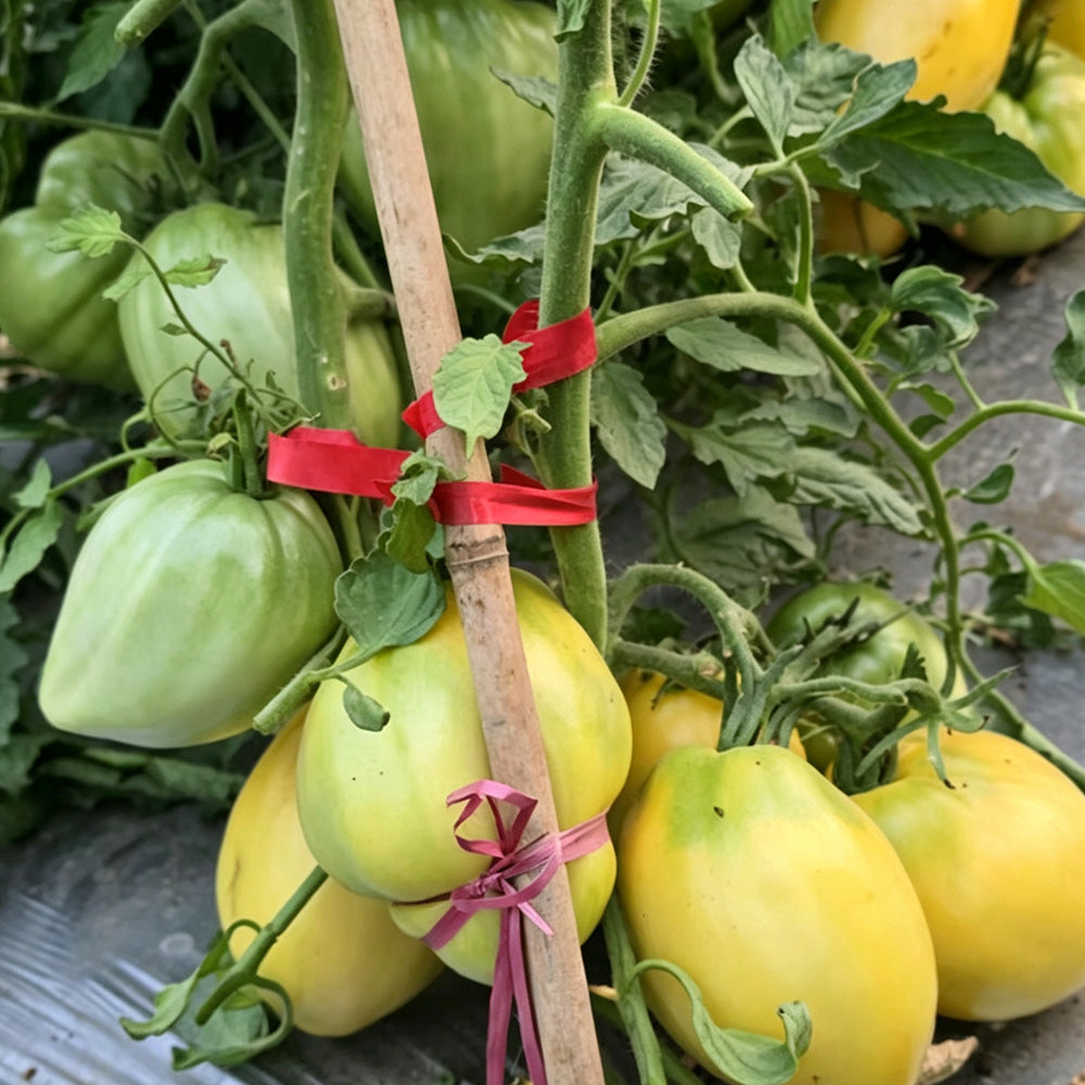 584 White Heart of Kiel Tomato