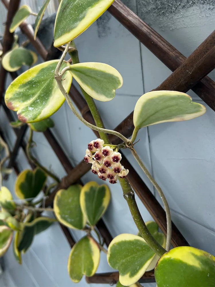 Hoya kerrii 'Albomarginata' Unrooted Stem Cuttings