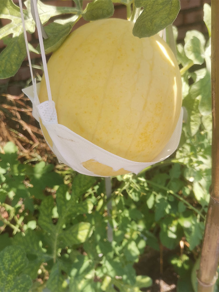 Lemon Candy Watermelon