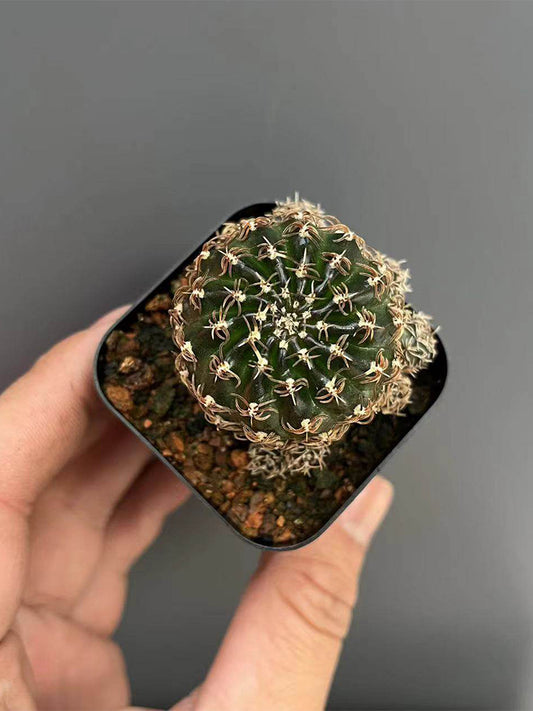 Echinopsis schieliana var. unguispina