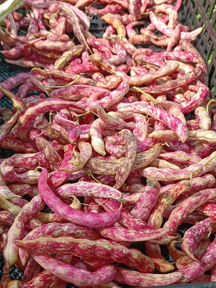 Dayu Red Golden Hook Snap Bean