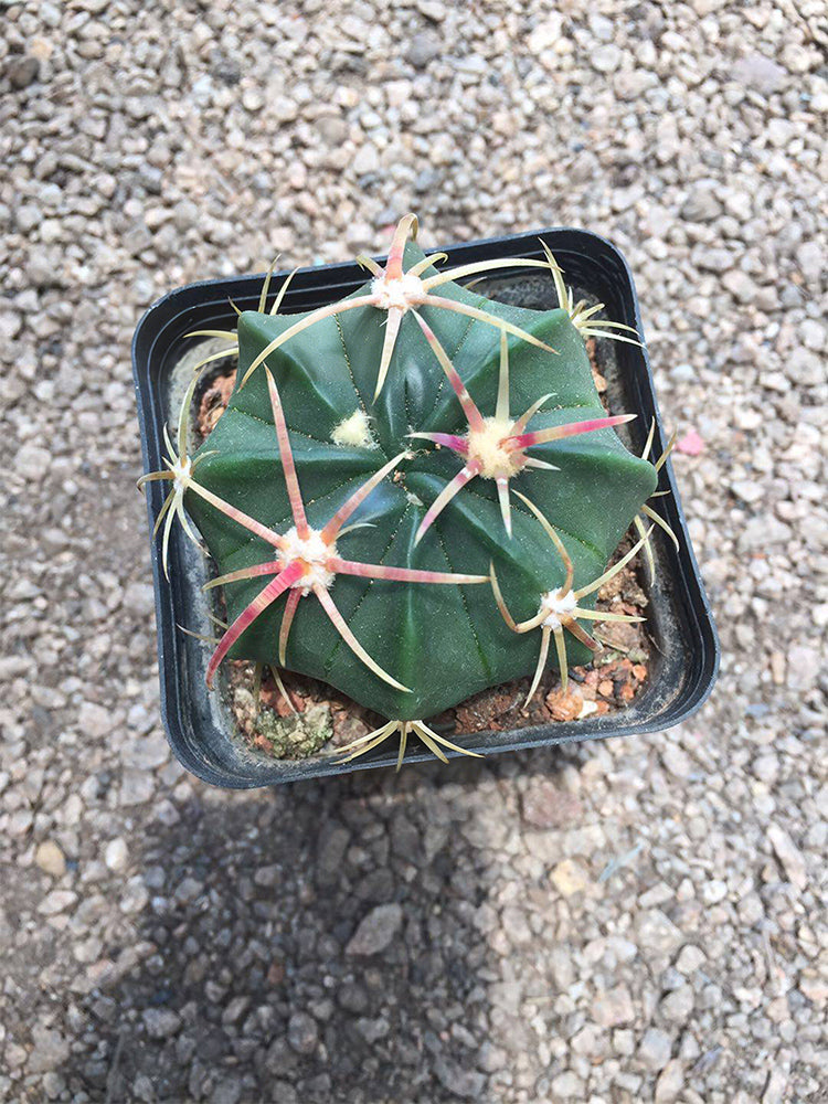 Ferocactus macrodiscus