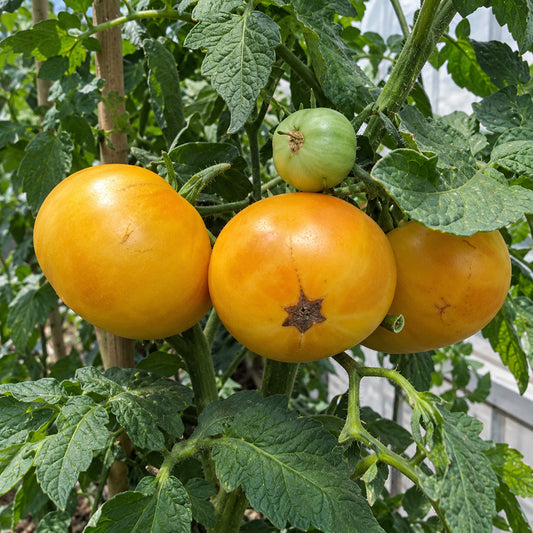 255 Dwarf Golden Champion Tomato