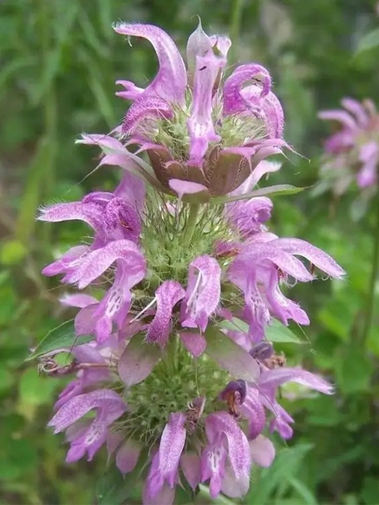 Lemon Mint (Monarda citriodora)