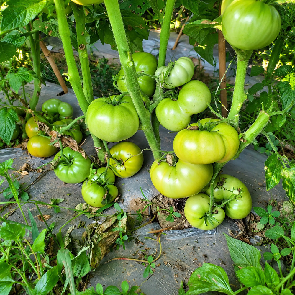 251 Dwarf Grinch Tomato